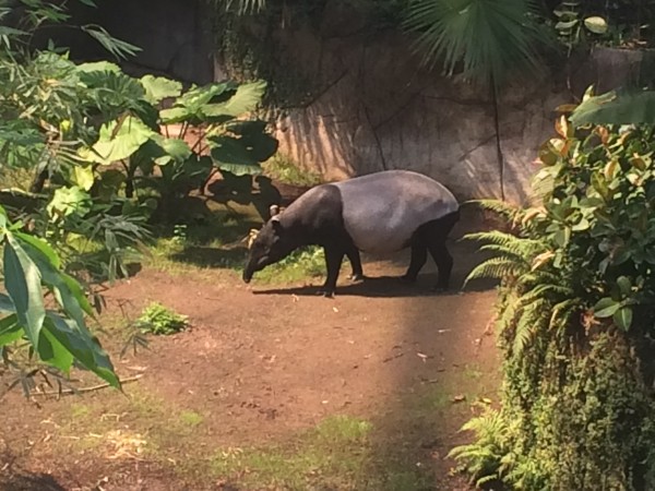 A Tapir at Gondwanaland at Leipzig Zoo. - Average life span in the wild: 25 to 30 years Size: Height at shoulder, 29 to 42 in (74 to 107 cm) Weight: 500 to 800 lbs (227 to 363 kg). Foto Henning Høholt