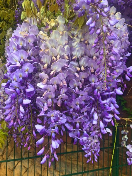 Wisteria is beautiful toxic plant in the garden.